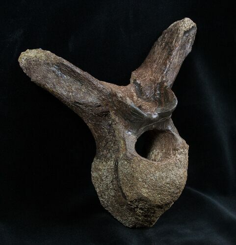 Sweet Edmontosaurus Vertebra - Hadrosaur #1700